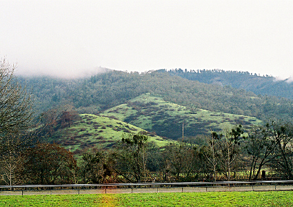 [Looking at a hillside with several slopes covered with light green grasses and darker green shrubs. Trees of both the leafless and evergreen variety are futher up the hillside in the distance. Mist shrouds the view in the upper left.]